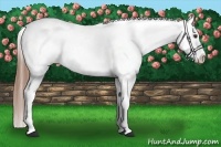 Horse Color:Red Dun Splash Appaloosa Brindle