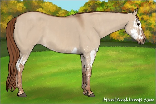 Horse Color: Red Dun Splash  Brindle