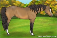 Horse Color:Buckskin Sabino
