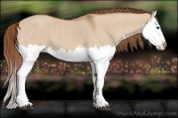 Horse Color:Red Dun Splash  Brindle
