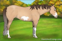 Horse Color:Amber Champagne Roan Splash Frame 