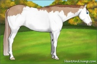 Horse Color:Red Dun Splash  Brindle