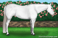 Horse Color:Blue Roan Splash Appaloosa 