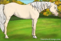 Horse Color:Silver Amber Cream Champagne Dun 