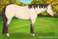 Horse Color:Buckskin Roan Dun 