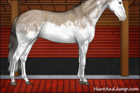 Horse Color:Red Dun Mushroom Splash  and Bay Dun Mushroom Splash 