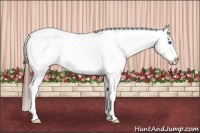 Horse Color:Brown Splash Frame Appaloosa 