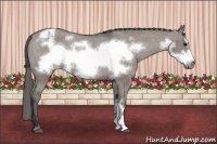 Horse Color:Grullo Frame Appaloosa Rabicano 