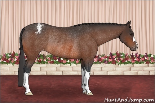 Horse Color: Brown Blanket Rabicano 