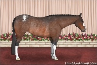 Horse Color:Brown Appaloosa Rabicano 