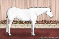 Horse Color:Black Splash Appaloosa 