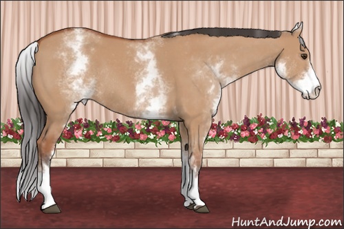 Horse Color: White Spotted Bay Dun Rabicano 