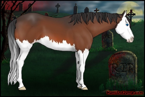 Horse Color: Bay Splash 