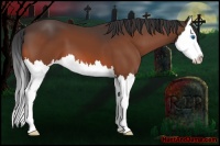Horse Color:Bay Splash 