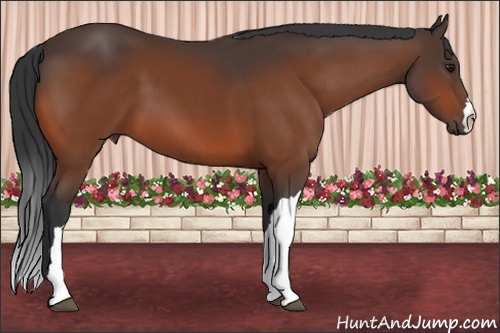 Horse Color: Bay 