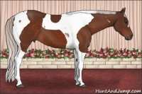 Horse Color:Silver Brown Tobiano 