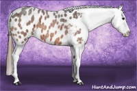 Horse Color:Bay Roan Splash Appaloosa 