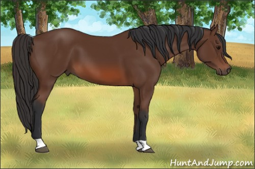 Horse Color: Bay 