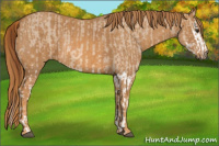Horse Color:Red Dun Splash Brindle