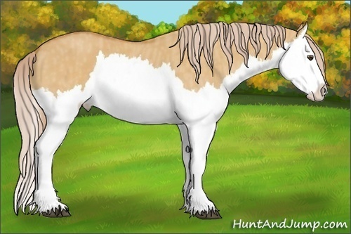 Horse Color: Palomino Dun Splash  Brindle