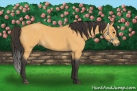 Horse Color:Buckskin Roan 