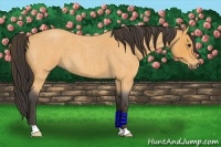 Horse Color:Buckskin Roan 