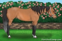 Horse Color:Bay Roan 