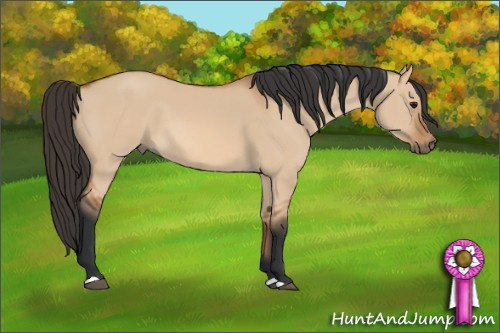 Horse Color: Bay Dun 