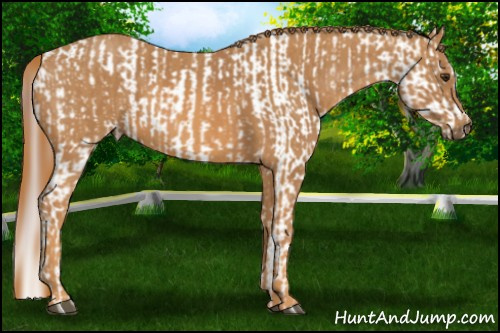 Horse Color: Red Dun Splash Near Leopard  Brindle