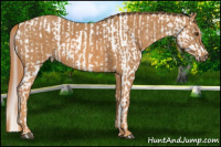 Horse Color:Red Dun Splash Near Leopard  Brindle