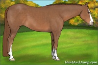 Horse Color:Chestnut Sabino