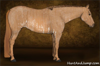 Horse Color:Red Dun Splash Brindle