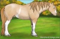 Horse Color:White Spotted Chestnut Pearl Rabicano 