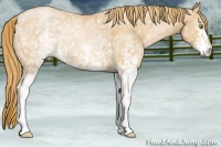Horse Color:White Spotted Chestnut Pearl 