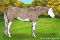 Horse Color:Chocolate Palomino Roan Splash 