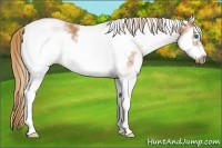 Horse Color:White Spotted Chestnut Splash Frame Rabicano