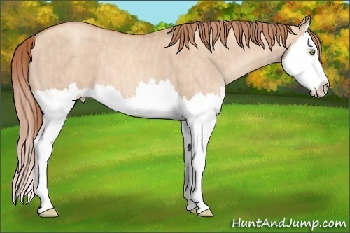 Horse Color: Gold Champagne Dun Splash  Brindle
