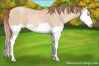 Horse Color:Gold Champagne Dun Splash Brindle