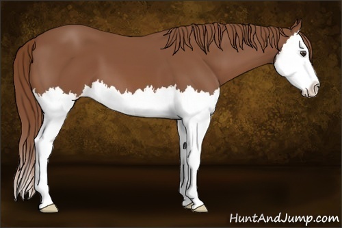 Horse Color: Chestnut Splash 