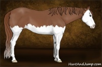 Horse Color:Chestnut Splash 
