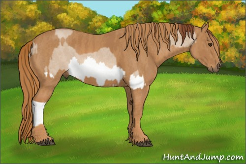 Horse Color: Red Dun Splash  Brindle