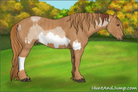 Horse Color:Red Dun Splash  Brindle