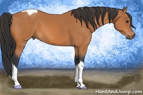 Horse Color: Bay Tobiano 