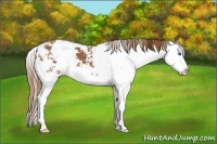 Horse Color:Chestnut Sabino Splash 