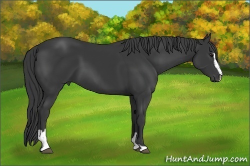 Horse Color: Black Sabino 