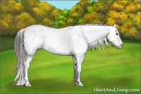 Horse Color:Smoky Black Sabino Splash 