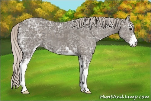 Horse Color:Silver Black Ice Sabino 