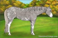 Horse Color:Silver Black Ice Sabino 