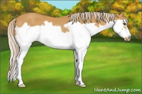 Horse Color:Palomino Splash Frame Rabicano 