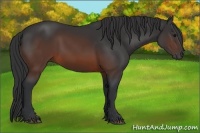 Horse Color:Brown 